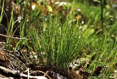 Trichophorum planifolium