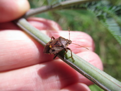 Cermatulus nasalis nasalis