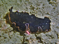 Pseudobiceros hancockanus