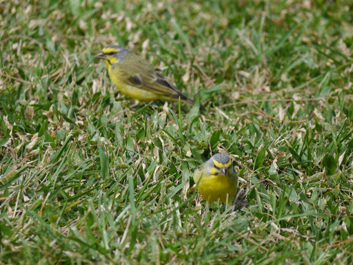 Yellow-fronted Canary