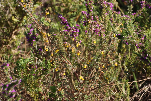 Image of Hermannia multiflora by (c) Tony Rebelo, some rights reserved (CC BY-SA)