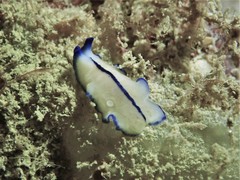 Pseudoceros concinnus