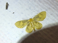 Oncopus citrosa