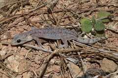 Da Lat Slender Gecko photo 1