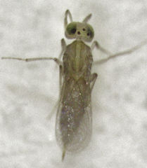 Centrodora scolypopae