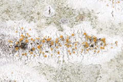 Caloplaca pyracea image