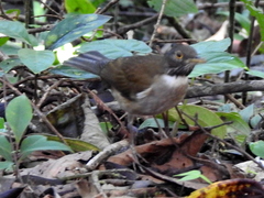 Turdus albicollis