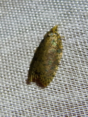 Polyortha
