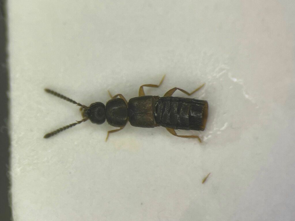 Massachusetts Minute Rove Beetle