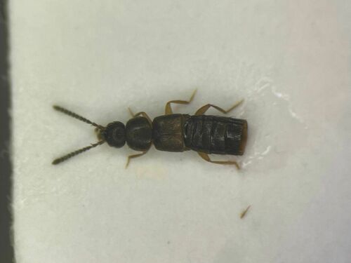 Acrotona subpygmaea