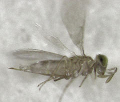 Centrodora scolypopae