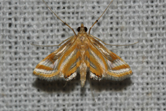 Eoophyla colonialis