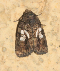 Chytonix