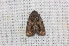 Chytonix