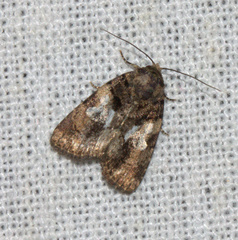 Chytonix
