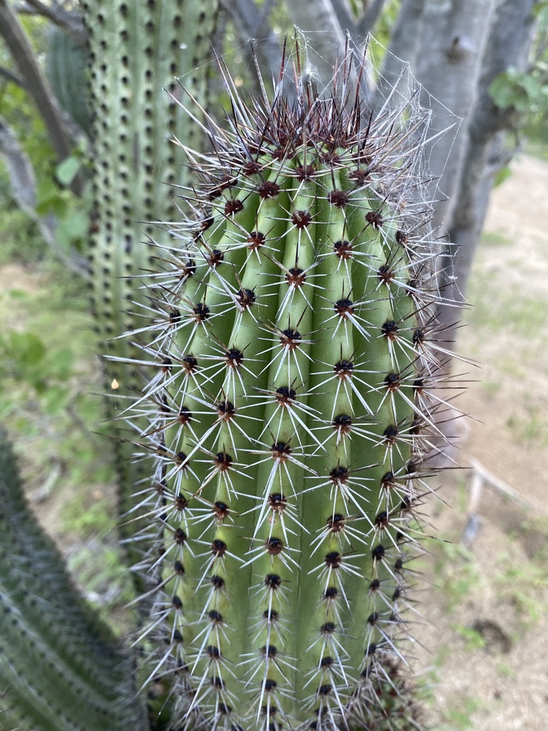 Organ Pipe Cactus From Los Cabos, B.c.s., Mx On September 12, 2023 At 