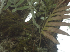 Phlebodium