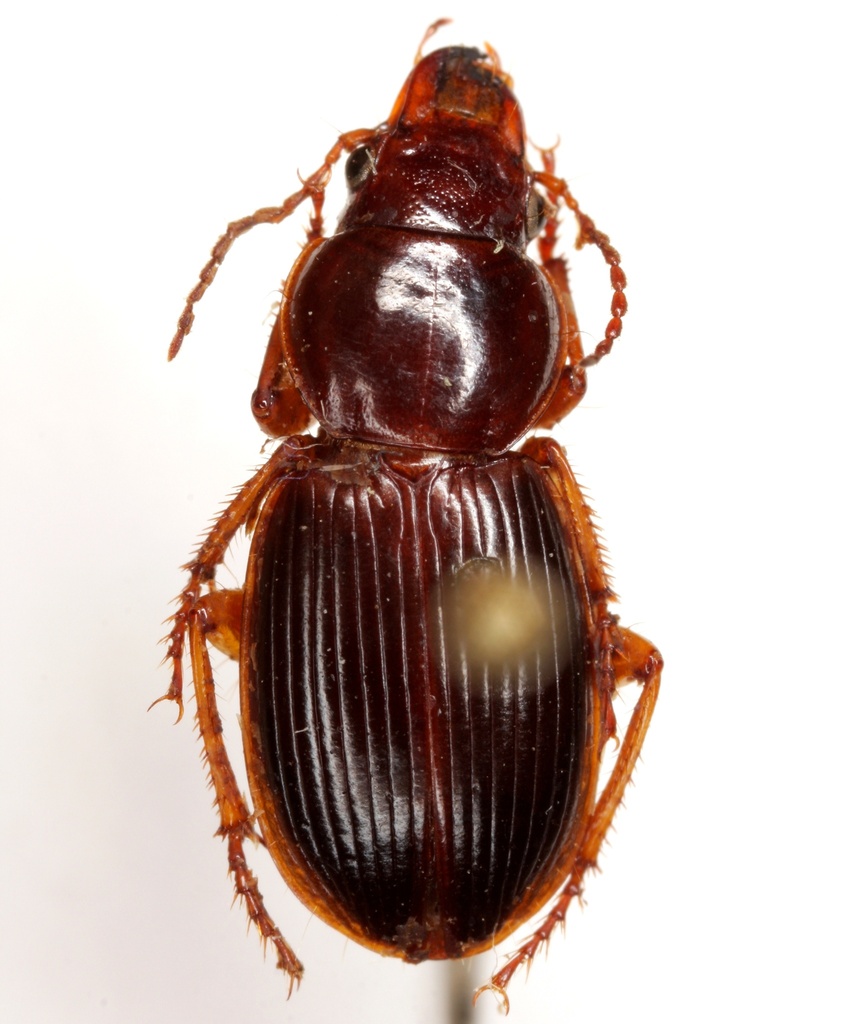 Glanodes