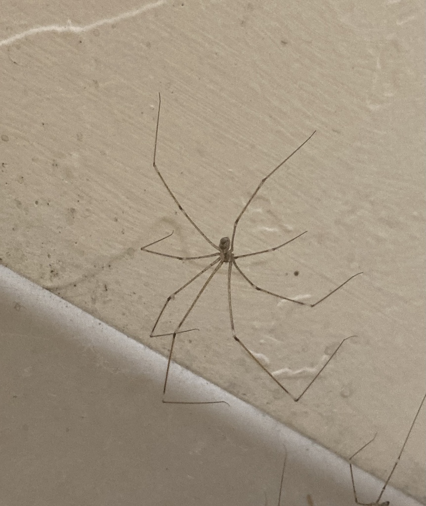 Tailed Daddy Long-legs Spiders from The University of Arizona, Tucson ...