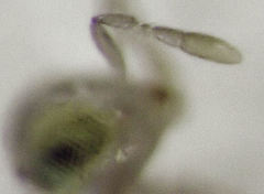 Centrodora scolypopae