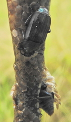 Thanatophilus micans