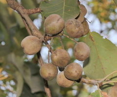 Terminalia bellirica