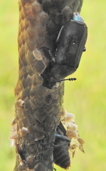 Thanatophilus micans