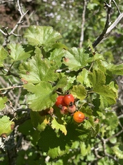 Ribes tortuosum