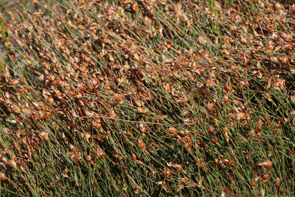 Groovy Sunreed