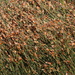 Willdenowia sulcata - Photo (c) Tony Rebelo, algunos derechos reservados (CC BY-SA), subido por Tony Rebelo
