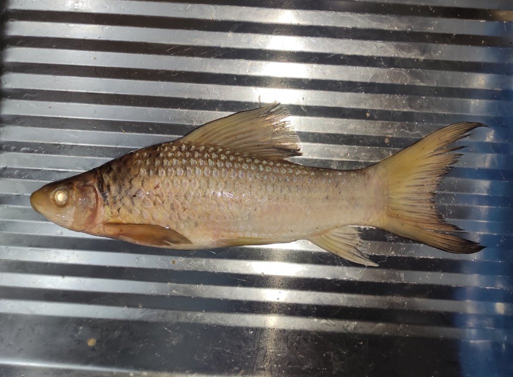African carp (Labeo senegalensis) — Cyprinidae
