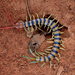 Red-headed Centipede - Photo (c) hednota, some rights reserved (CC BY-NC)
