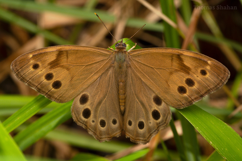 Northern Pearly-eye, Oklahoma, US, photo 7 of 10