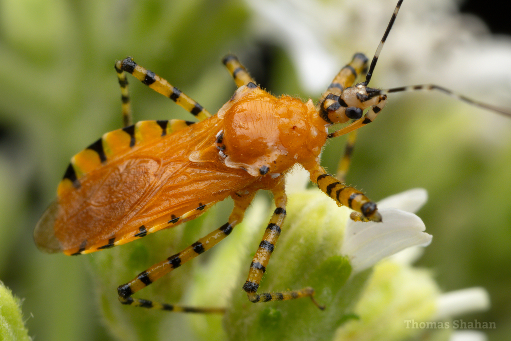Orange Assassin Bug