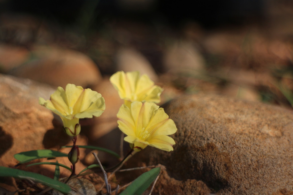 Merremia hirta (Merremia hirta)