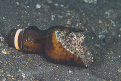 Amphioctopus marginatus
