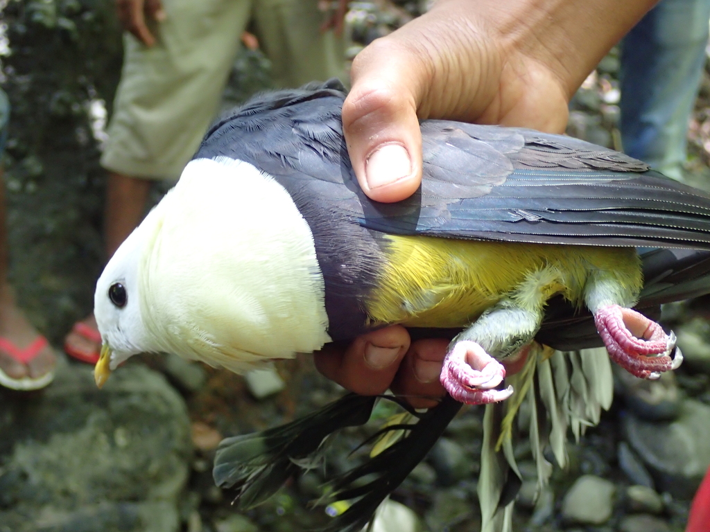 Banded Fruit Dove