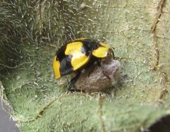 Dinocampus coccinellae