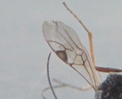 Dinocampus coccinellae