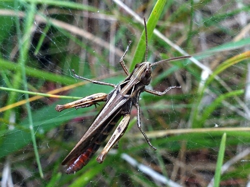 Common field grasshopper
