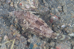 Pseudomonacanthus macrurus