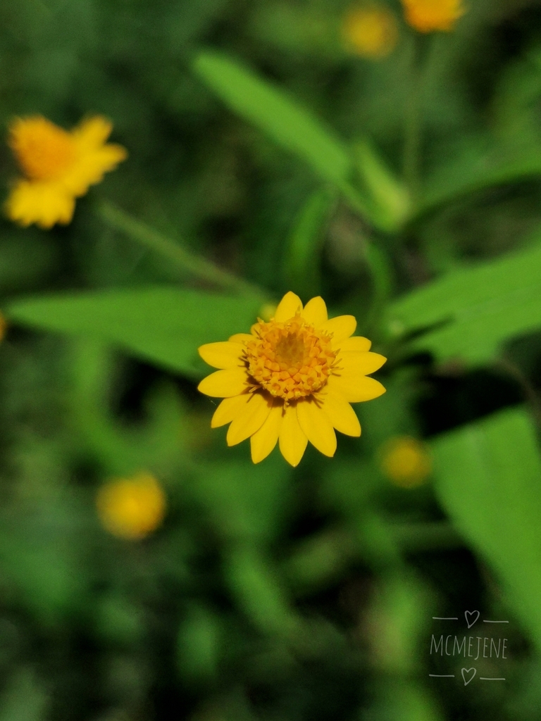 Melampodium gracile
