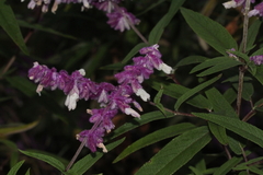 Salvia leucantha