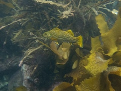 Aplodactylus arctidens