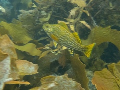 Aplodactylus arctidens