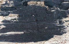 Anteaglonium globosum image