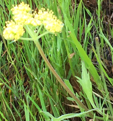 Lomatium caruifolium