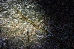 Leptodeira rhombifera