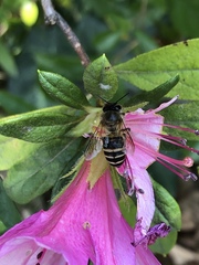 Apis cerana