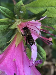Apis cerana